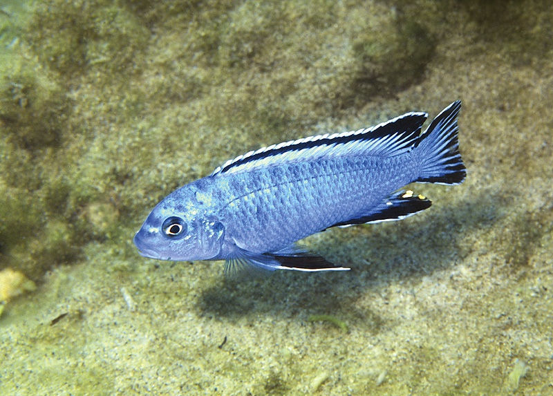 Chindongo socolofi 'Tumbi Point'